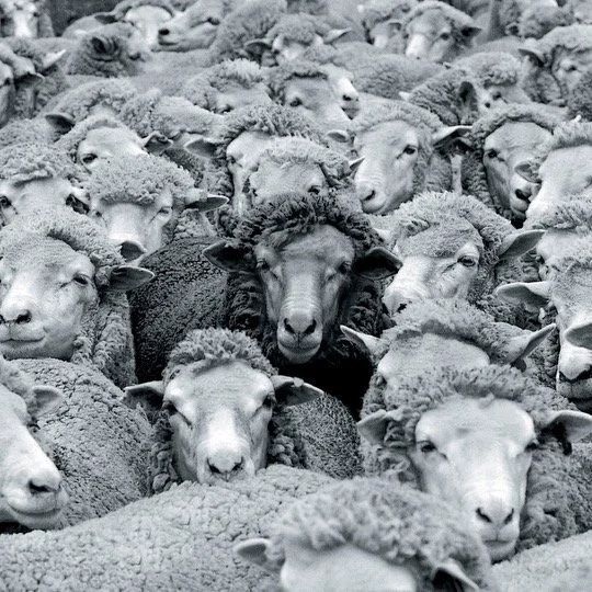 BLACK SHEEP LP2枚セット The Black Sheep